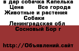 в дар собачка Капелька › Цена ­ 1 - Все города Животные и растения » Собаки   . Ленинградская обл.,Сосновый Бор г.